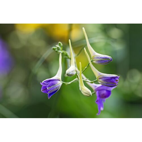 Der charakteristische Sporn des Feldrittersporns bildet sich aus dem obersten Kelchblatt